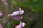 Eustis Lake beardtongue